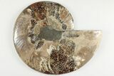 Cut & Polished Ammonite Fossil (Half) - Madagascar #200121-1